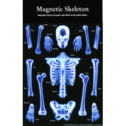 Magnetset Skelettet